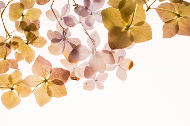 beyaz üzerine kuru ortanca 