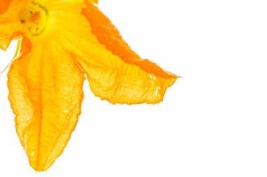 Sarı kabak çiçeği