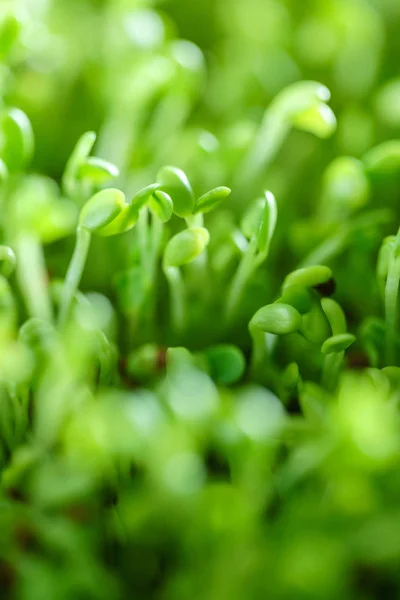 Unga microgreen fältet — Stockfoto