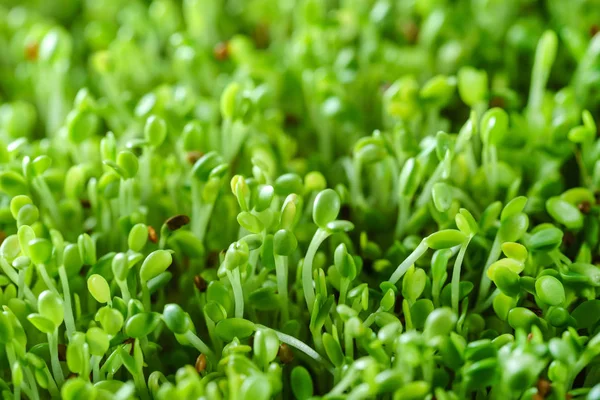 젊은 microgreen 필드 — 스톡 사진