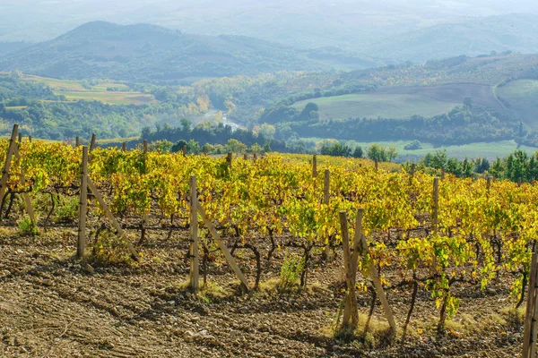 Schilderachtig landschap van de wijngaard — Stockfoto