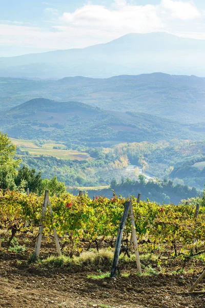 Paisagem pitoresca da vinha — Fotografia de Stock