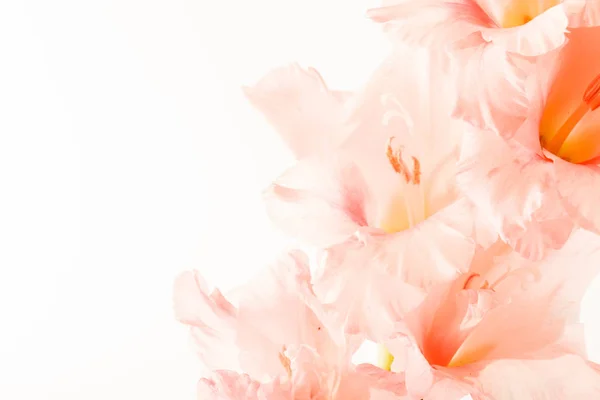 Färsk gladiolus blomma — Stockfoto