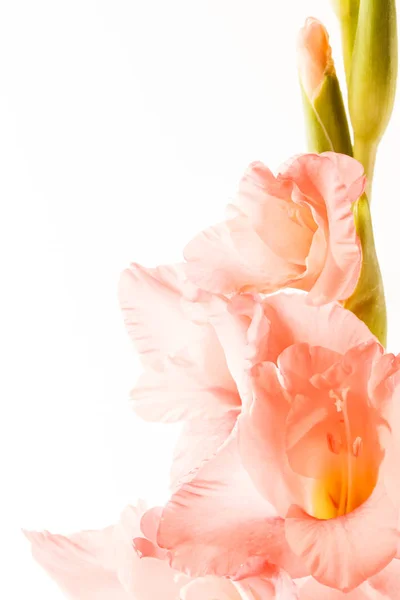 Fleur de gladiole fraîche — Photo