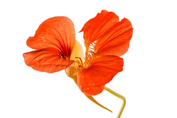 Verse nasturtium bloemen — Stockfoto