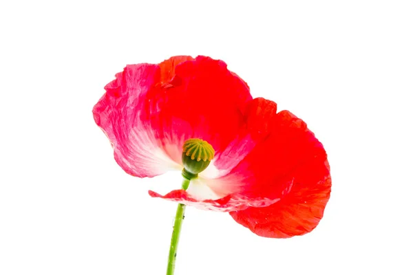 Aardige poppy — Stockfoto