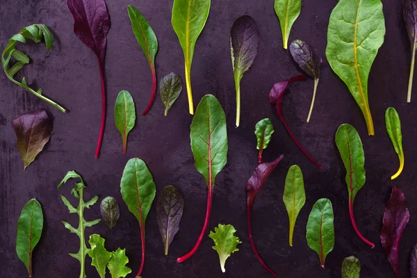 Folhas de salada de bebê — Fotografia de Stock