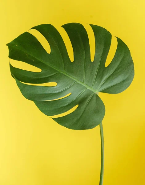 Green monstera leaf — Stock Photo, Image