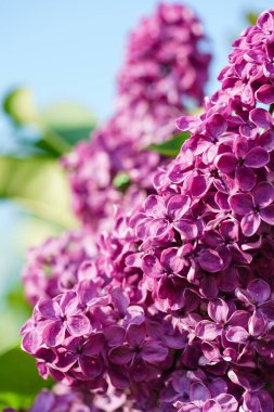 Parlak Lila bush çiçekleri