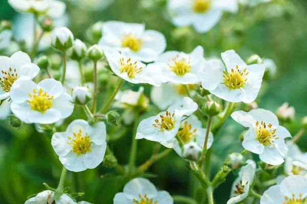 White strawberry flowers — Stock Photo, Image