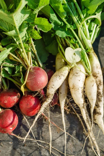 Fresh raw radish — Stock Photo, Image