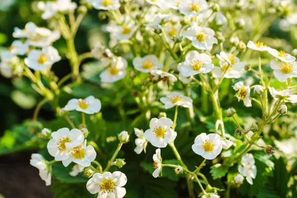 White strawberry flowers — Stock Photo, Image
