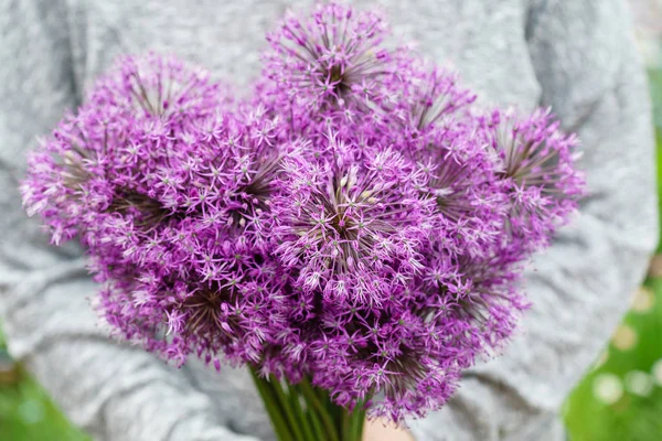 Allium lila virágok — Stock Fotó