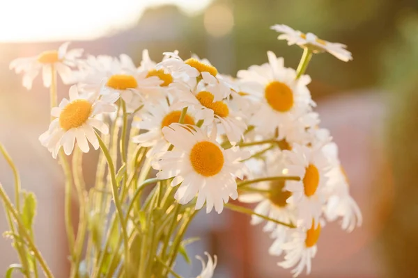 Tender daisy flowers — Stock Photo, Image
