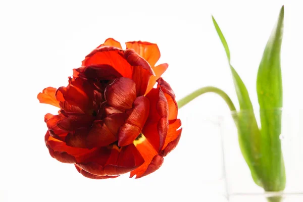 Red tulip on white background Royalty Free Stock Photos