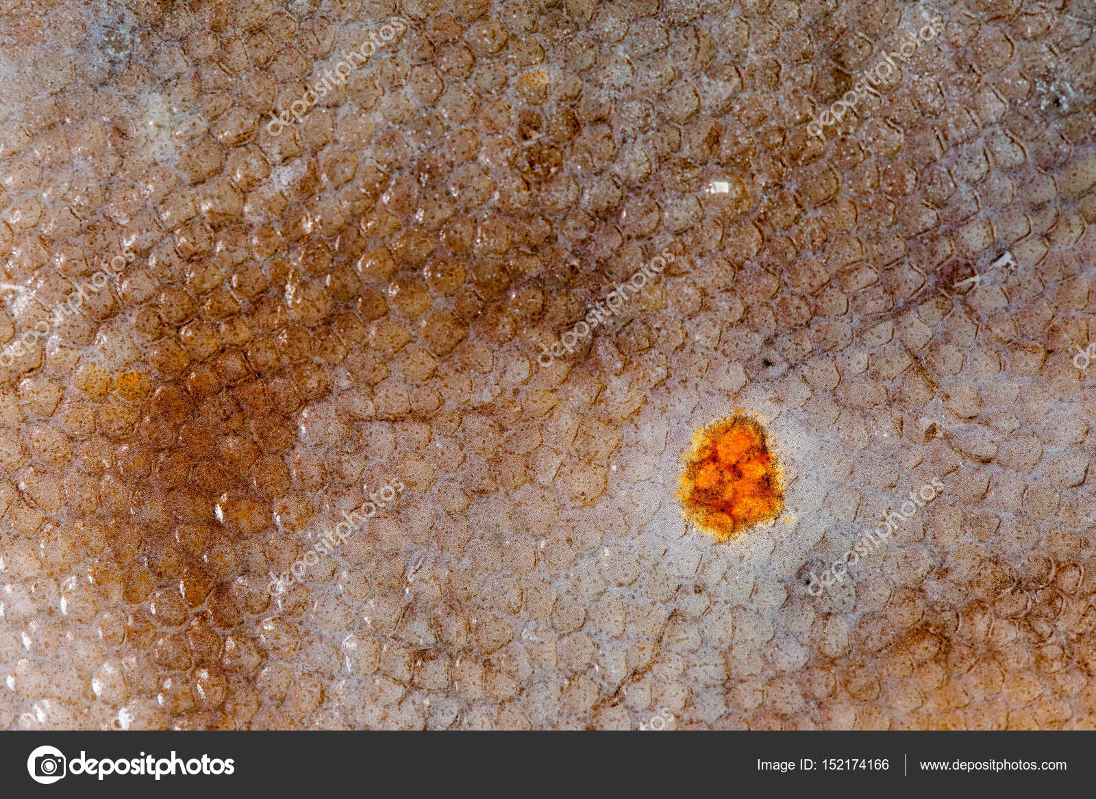 Flounder fish texture Stock Photo by ©Shebeko 152174166