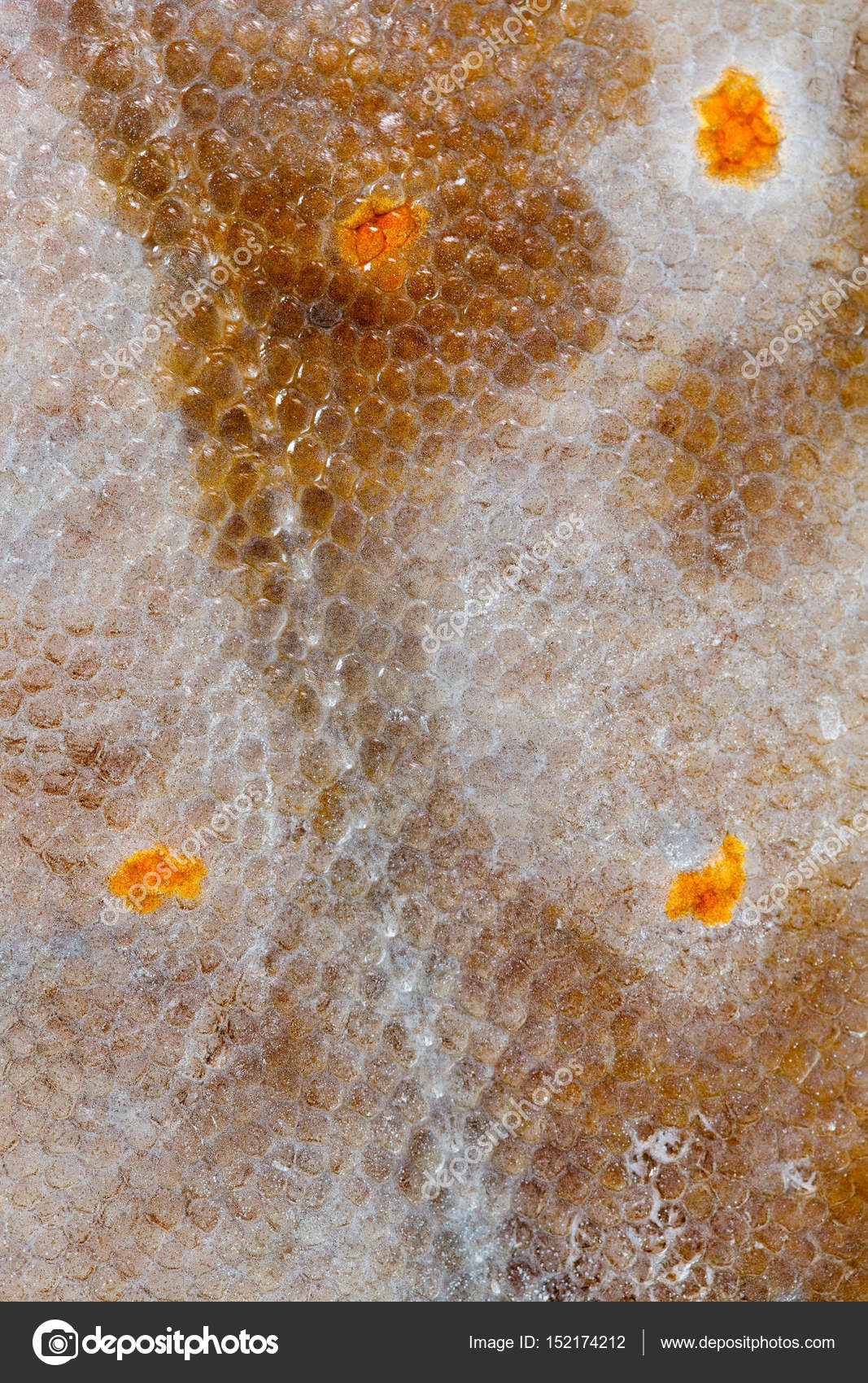 Flounder fish texture Stock Photo by ©Shebeko 152174212
