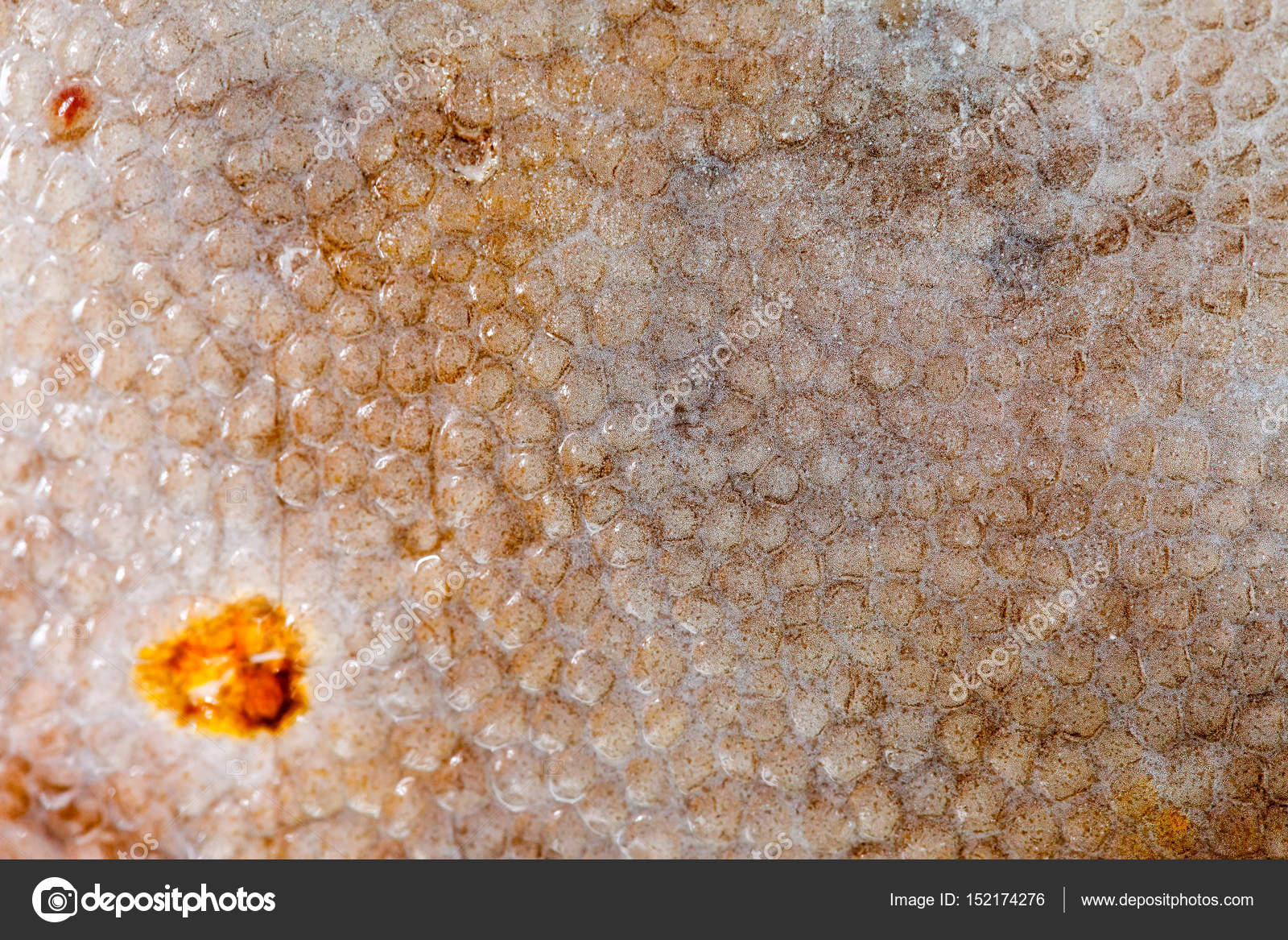 Flounder fish texture Stock Photo by ©Shebeko 152174276