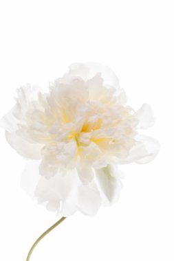 bir Şakayık çiçeği 