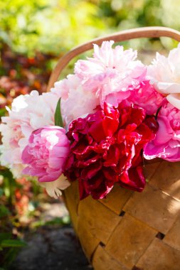 Sepet içinde taze peonies