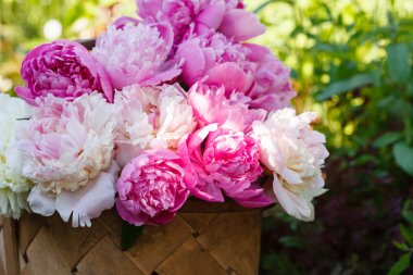 Sepet içinde taze peonies