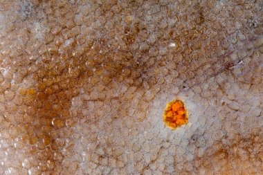 Doku pisi balığı balık