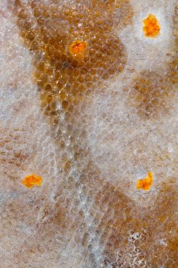 Doku pisi balığı balık