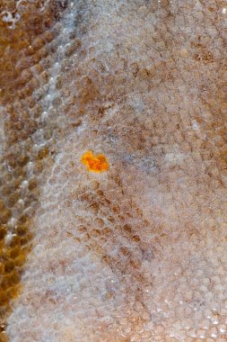 Doku pisi balığı balık