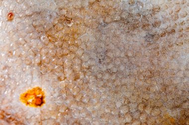 Doku pisi balığı balık