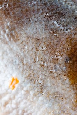 Doku pisi balığı balık