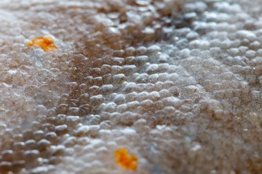 Doku pisi balığı balık