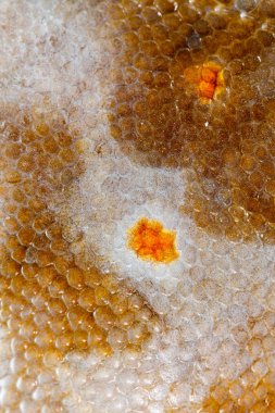 Doku pisi balığı balık