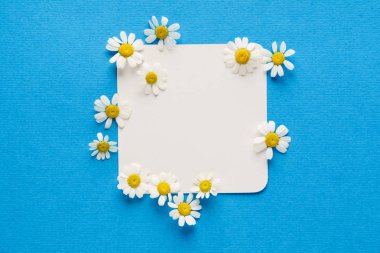 taze papatya çiçekleri