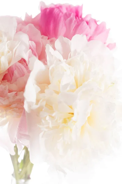 Un fiore di peonia — Foto Stock