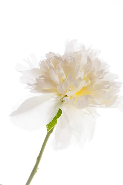 Un fiore di peonia — Foto Stock