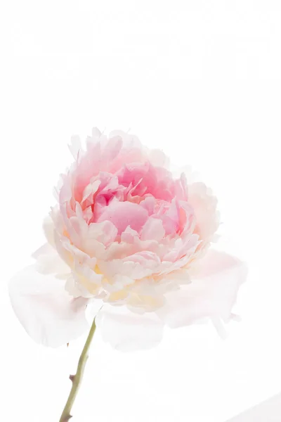 Één pioenroos bloem — Stockfoto