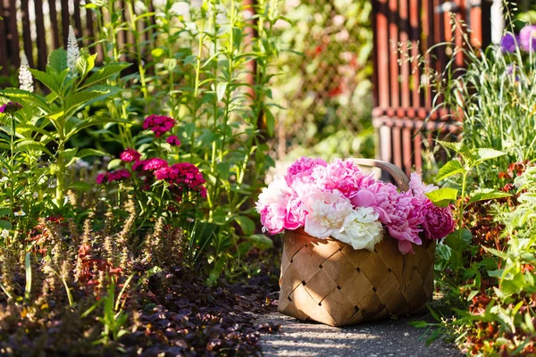 Fresh peonies in a basket — Stock Photo, Image