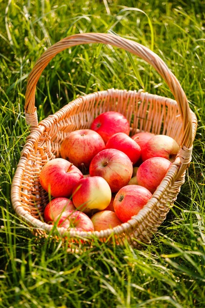 Manzanas frescas rojas maduras en cesta — Foto de Stock