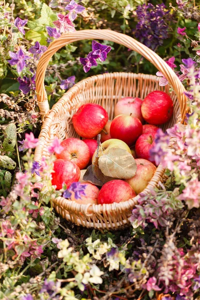 Pommes mûres rouges fraîches dans le panier — Photo