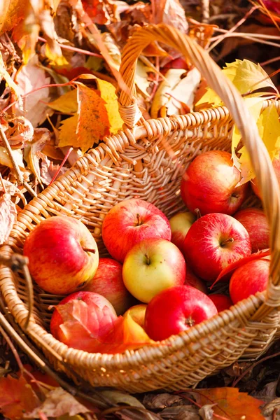 Pommes mûres rouges fraîches dans le panier — Photo