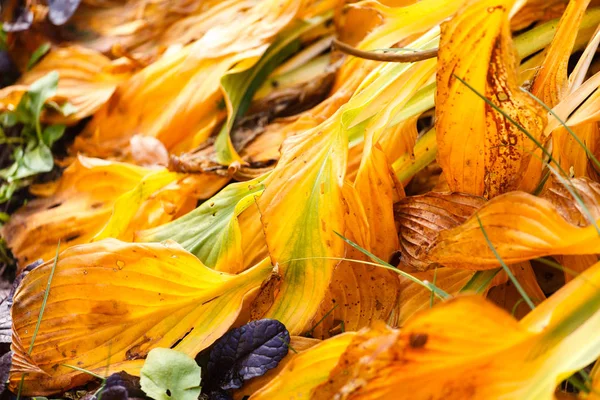 秋の紅葉 — ストック写真