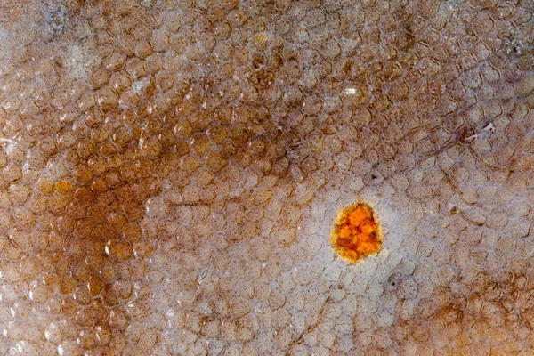 Doku pisi balığı balık