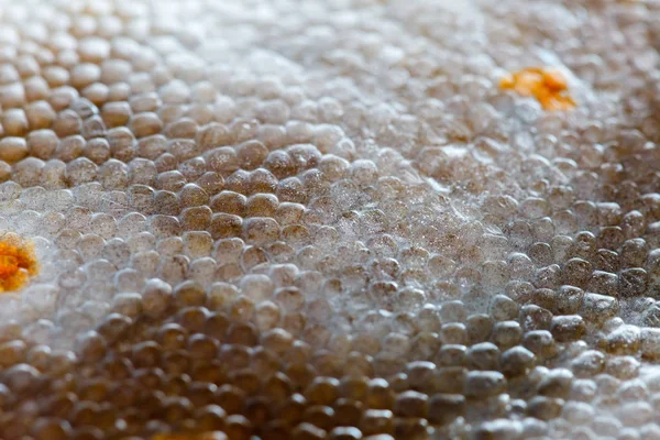 Textura de pescado de lenguado —  Fotos de Stock