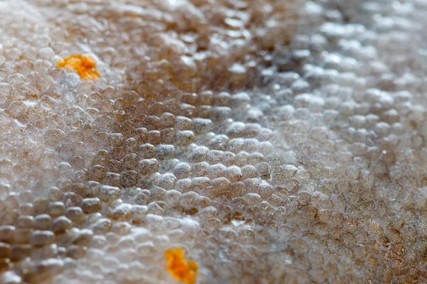 Platýze ryby textury — Stock fotografie
