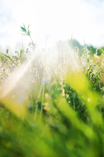 Green summer field — Zdjęcie stockowe