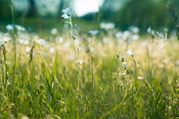 Green summer field — Stock Photo, Image