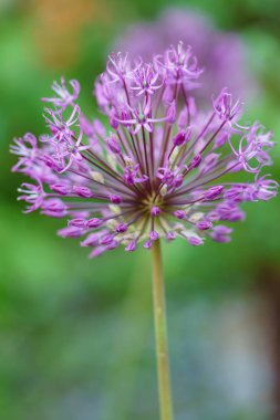 Lila allium çiçekler 