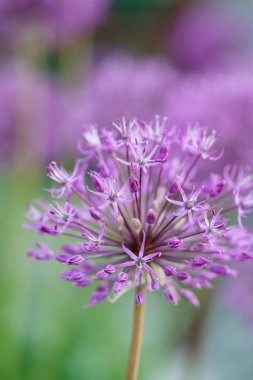 Lila allium çiçekler 