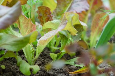 Yeşil salata yaprakları