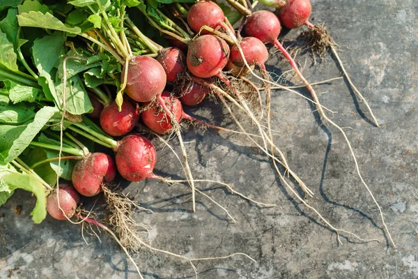 Fresh garden radish — Stock Photo, Image